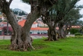 325_Madera_Camara de Lobos